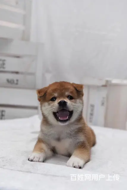 珠海本地哪里有柴犬幼犬多少钱一只 品相好可上门挑选 - 图片 6