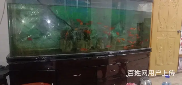 鱼缸一个 - 图片