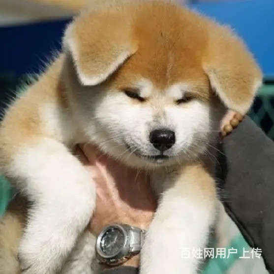 广州买狗首选推荐 正规犬舍 纯种秋田犬多只待售 - 图片 9