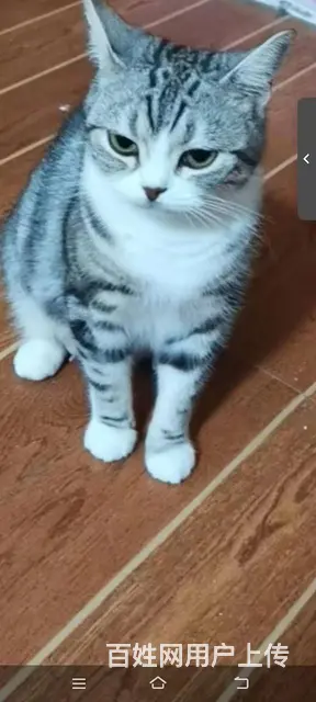 纯种美短猫咪出售 - 图片 5