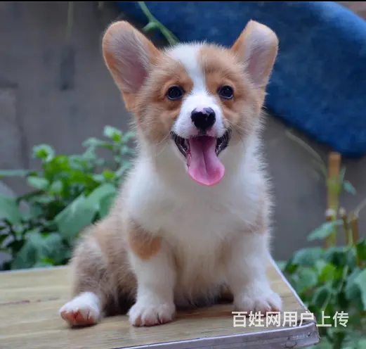 威海哪里有自家繁殖纯种柯基犬 质保终身 签协议 - 图片 6