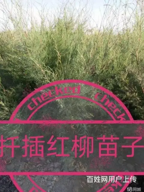 全疆苗木种植花卉种子批发 - 图片 7