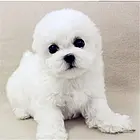 周口【*推荐】比熊犬舍‖比熊养殖场