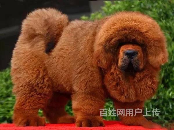 纯种藏獒幼犬出售驱虫疫苗已做好全国送货上门