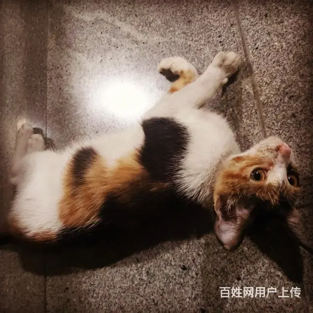 【搞定了！】中华田园三花猫 白手套 家养领养 - 图片 4