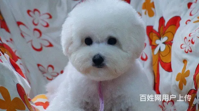 赛级博美幼犬 甜美比熊幼犬 血统纯正 有防疫证 - 图片 6