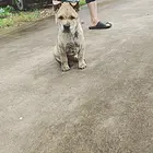 有纹身的狗狗。