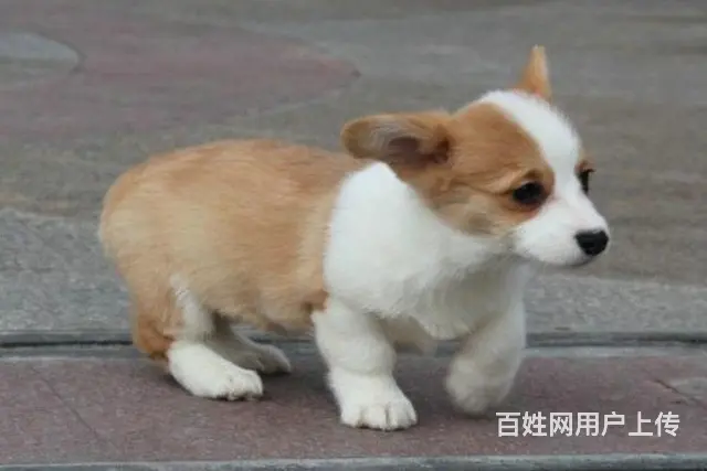 周口地区纯种威尔士柯基幼犬 健康有保障 可签协议可 - 图片 5