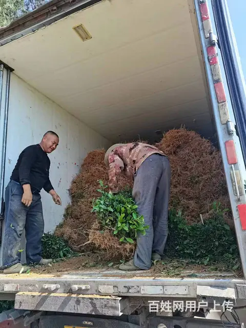 广西六堡茶叶苗，六堡茶树苗，六堡大叶茶苗服务 - 图片 3