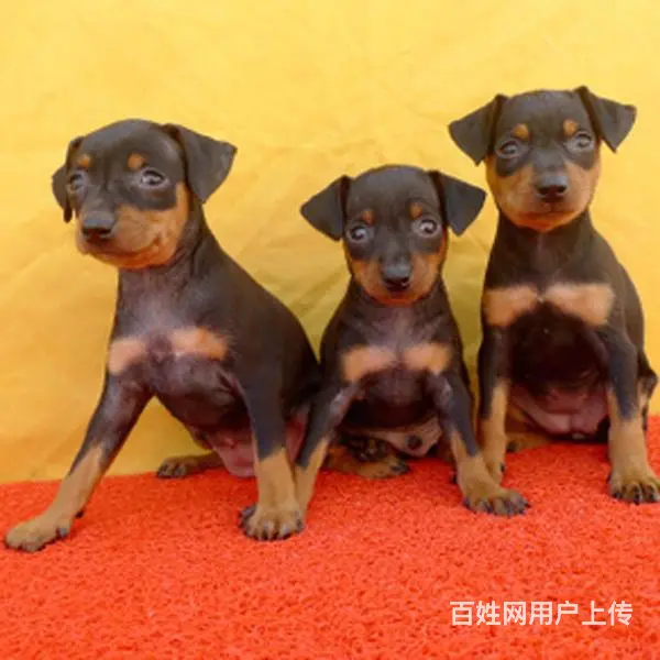 六安哪里什么地方有卖小鹿犬 小鹿犬高品质幼犬 - 图片 10