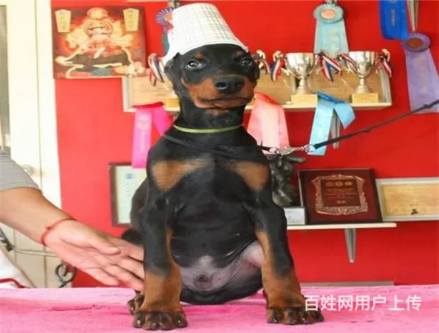 杜宾犬价格_德系杜宾_杜宾犬多少钱_杜宾犬图片 - 图片 6