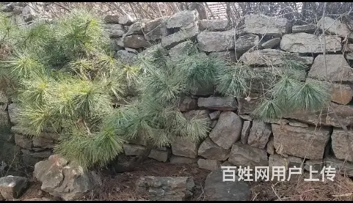 出售景观松树 - 图片 2