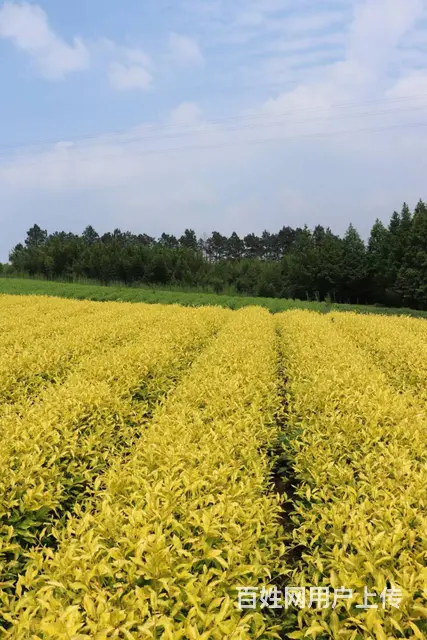 黄金叶茶园 原产地好茶 小戴白茶 - 图片 4