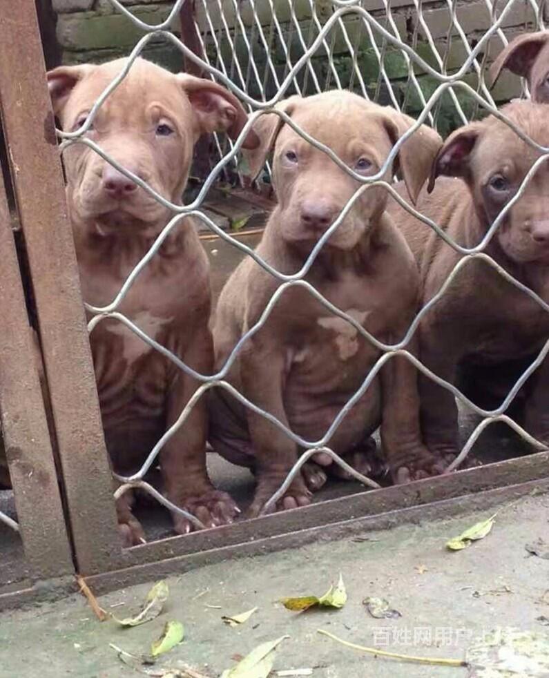 正宗鳄鱼血统的比特犬图片