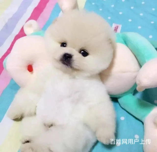 哈多利球体博美养殖基地在哪 签订售后协议 - 图片 9
