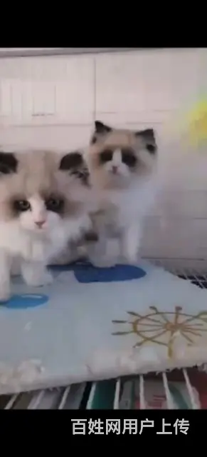 苹果猫舍繁育重点色布偶 - 图片 5