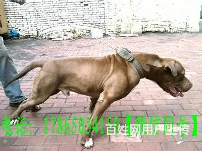 常年出售纯种比特犬 包活签购犬合同和协议 - 图片 2