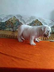 杭州哪里有卖法斗犬，法斗市场价格