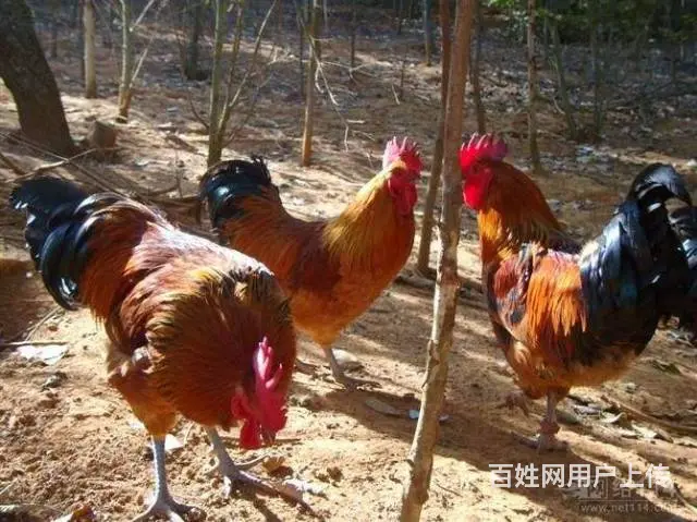 烟台跑山鸡苗 烟台九斤红鸡苗 烟台红玉鸡苗 - 图片 2