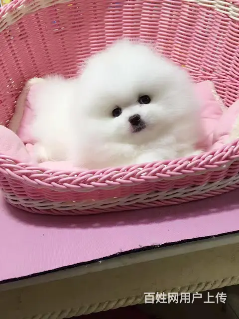滨州哪有卖博美犬的 精品小体哈多利球形博美 签协议质保 - 图片 4