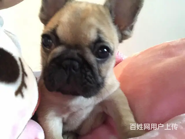 天门本地法斗犬舍，本地法斗在哪里 - 图片 3