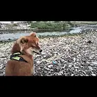 出售自家爱犬
