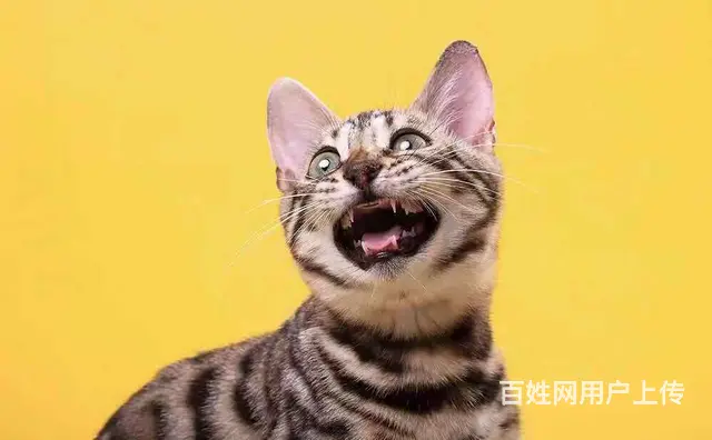 哪里有卖孟加拉豹猫的 无病无癣 包纯种健康 - 图片 3