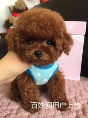 通辽泰迪多少钱一只 泰迪价格 茶杯犬泰迪 泰迪幼犬 - 图片 4