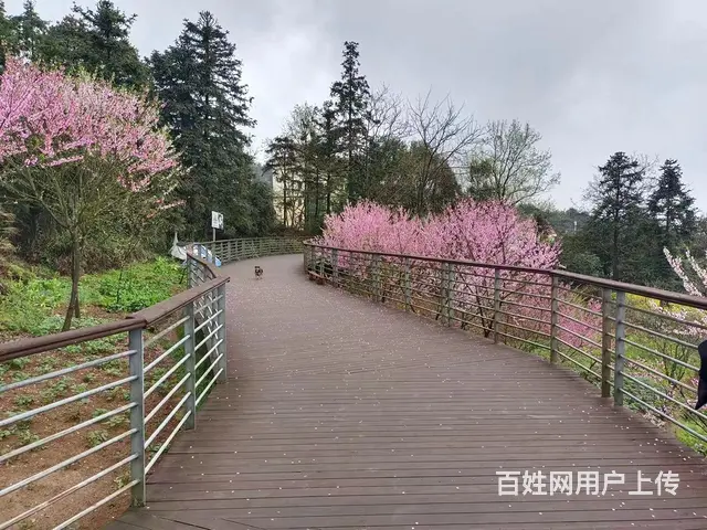 江津东胜避暑房 - 图片 5