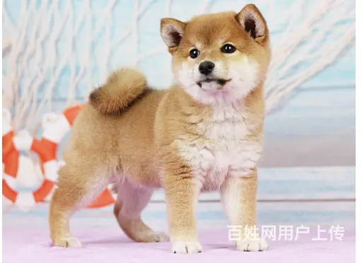 出售 纯种日系柴犬 可看父母 视频挑送到家 - 图片 2