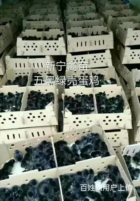 莆田新宁禽苗批发部(麻羽绿壳蛋鸡） - 图片 5