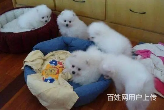 精品特价！出售纯种哈多利博美幼犬 健康有保障 - 图片 2