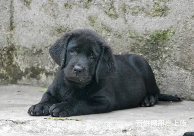 吕梁地区纯种拉布拉多幼犬 头版足骨量大 血统纯正 - 图片 1