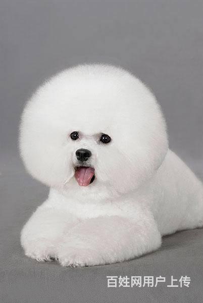 北京哪里有比熊卖 赛级比熊犬 纯种比熊多少钱的图片