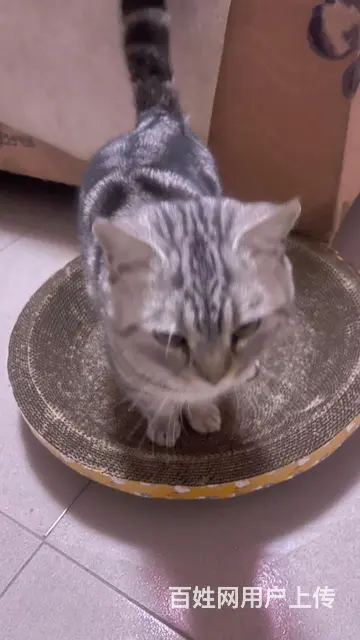 【搞定了！】出售美短虎斑公猫 - 图片 7
