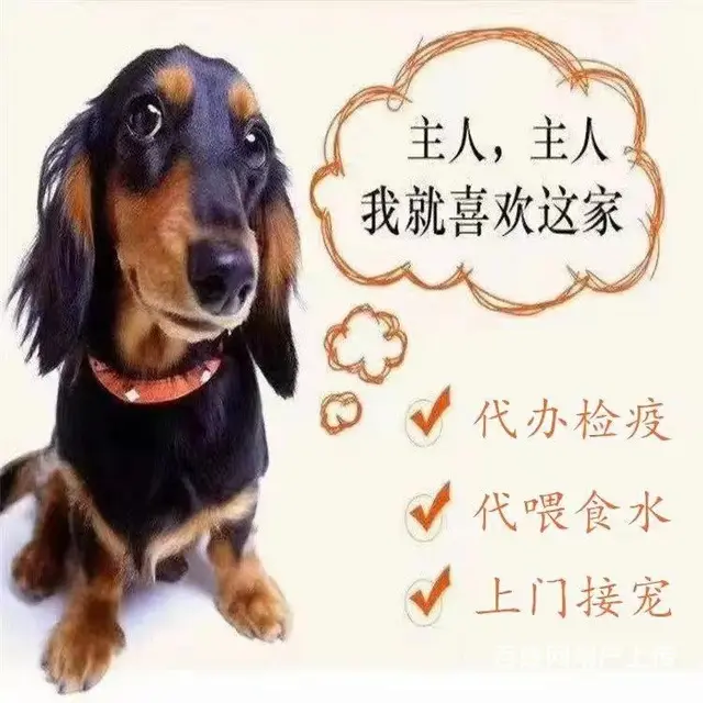 安顺宠物托运{猫狗长途搬家}活体快速邮寄2024安全高效全国 - 图片 6