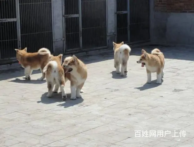 纯种秋田犬幼犬 纯种保证 保证健康 已疫苗 - 图片 5