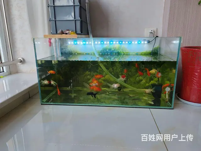 超白鱼缸带过滤整套出 - 图片
