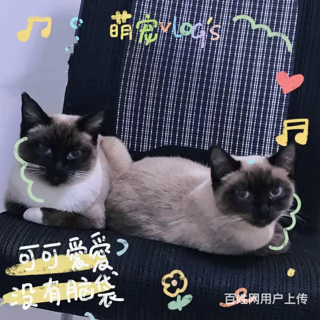 暹罗猫加笼子 - 图片 5