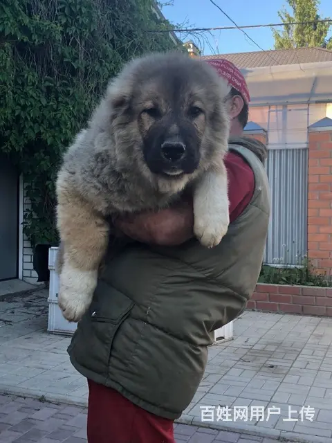 六安【十年老店】常年繁殖优质血统高加索幼犬 - 图片 9