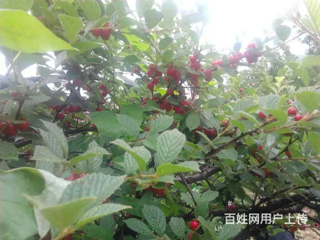 牡丹江柴河小九寨（吴家大院） - 图片 6
