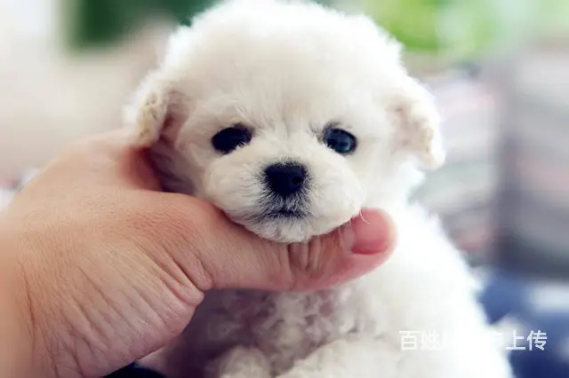 纯种泰迪犬 玩具体泰迪犬出售 泰迪犬舍 - 图片 5