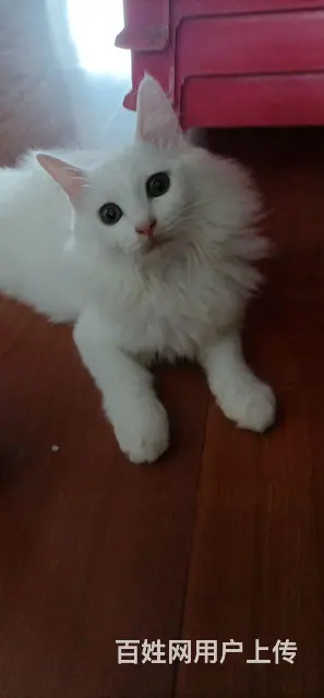 【搞定了！】三个月小猫免费送送送急急急 - 图片 4