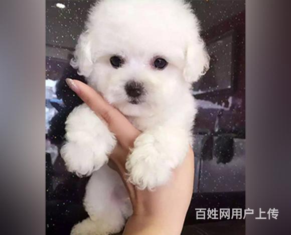 红河【比熊犬舍】地址 比熊一般价位的图片