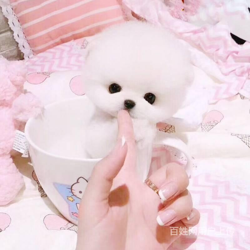 纯种球体博美幼犬 哈多利系博美犬出售