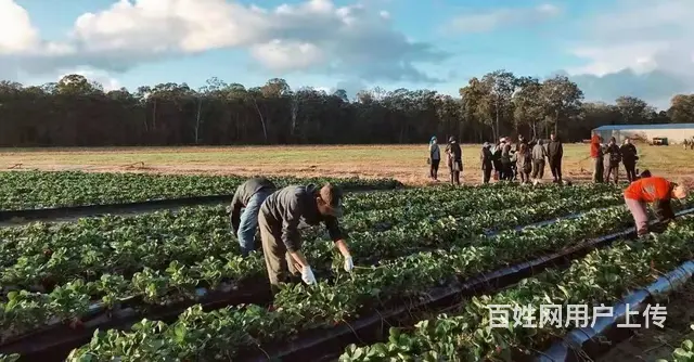 出国劳务澳大利亚农场招搬运工采摘工种植工年薪50万 - 图片