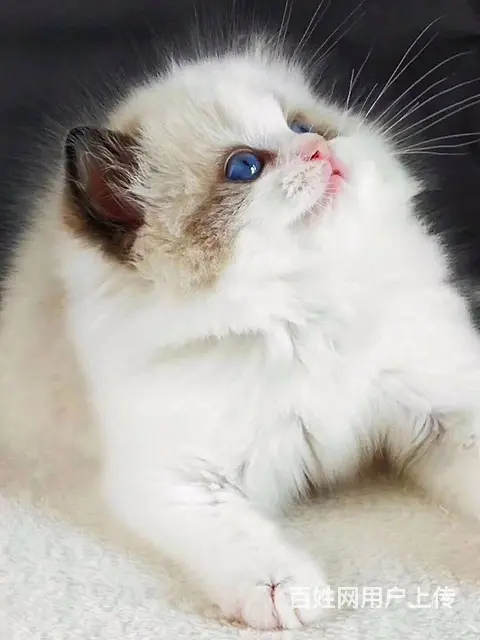 淮南本地哪里出售布偶猫布偶猫多少钱布偶猫图片 - 图片 1