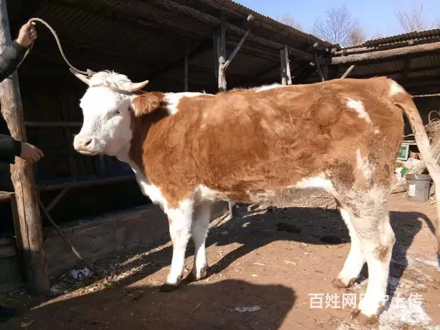 专门为大家买卖各种牛，牛品种好友西门塔尔，夏洛莱， - 图片 7