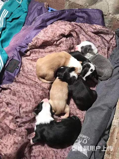 广州比熊犬舍，专业繁殖各种名猫名犬，广州金毛犬之家 - 图片 4