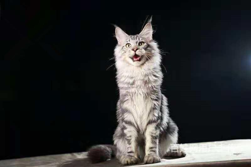 荆州猫中之王,体型最大的猫咪,帅气健康缅因猫